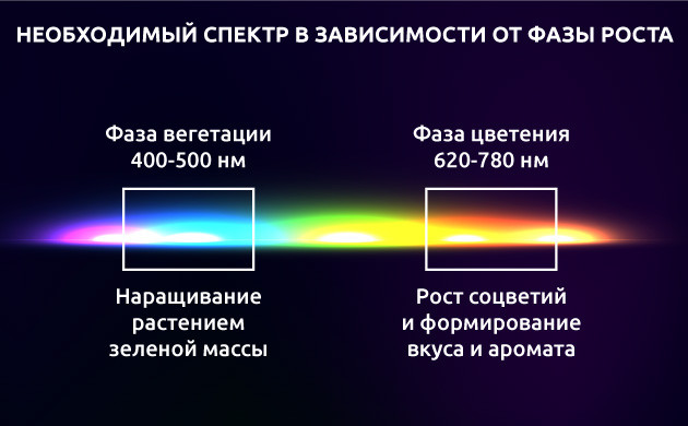 Влияние спектров света на развитие конопли Необходимый спектр в зависимости от фазы роста