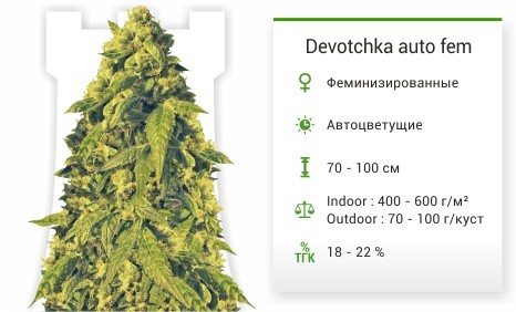 Devotchka auto fem