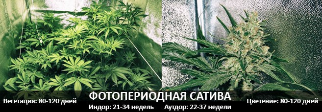Фотопериодная Сатива Сколько времени проходит от посадки до сбора урожая