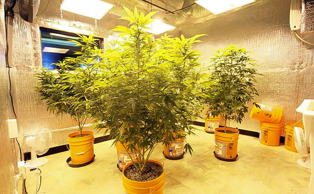 Гроурум для выращивания Кусты в гроуруме