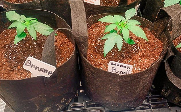 Развитие конопли Растишки Banana Punch на стадии вегетации