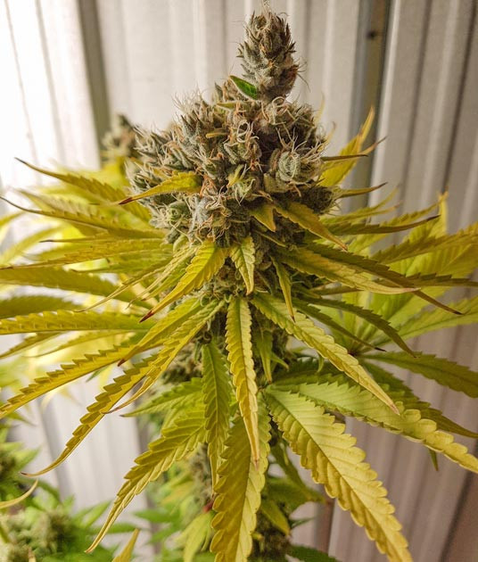 Промывка куста и подготовка к харвесту Соцветие конопли перед харвестом