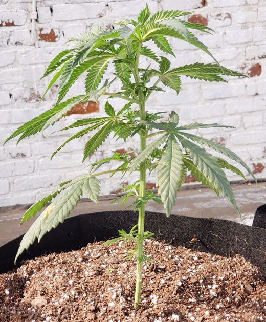 Куст в пересаженном горшке