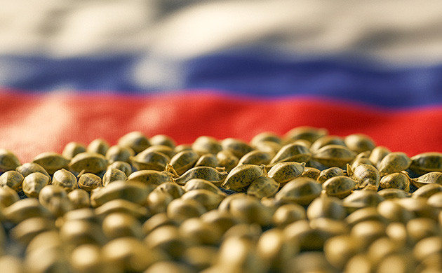 Отношение к семенам конопли в России Законы РФ и семена конопли