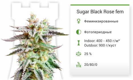 Сорт марихуаны Sugar Black Rose Auto Sugar Black Rose Auto от Delicious Seeds
