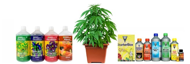 Неправильная подкормка