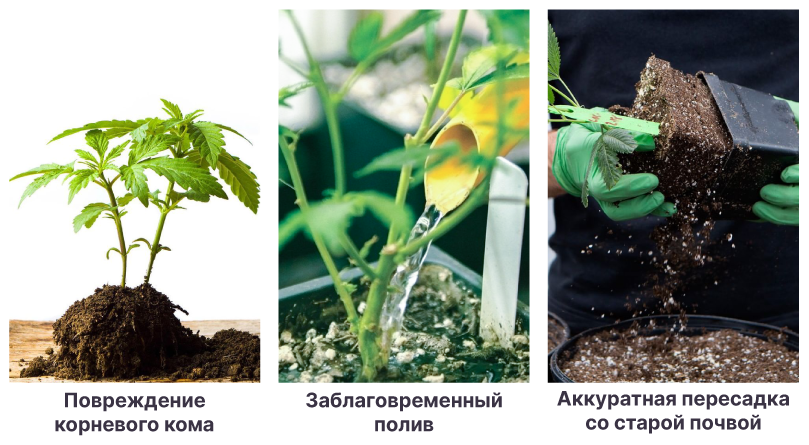 Повреждение корней и правильный полив