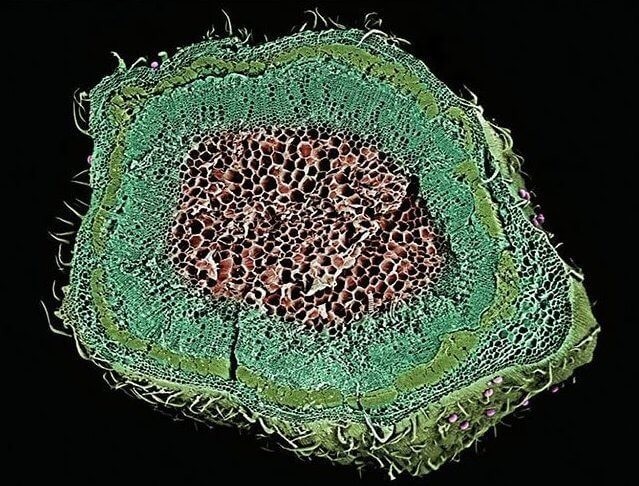Стебель в разрезе Стебель взрослого растения в разрезе