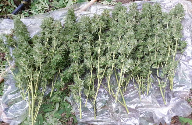 Собранный урожай конопли Golosa