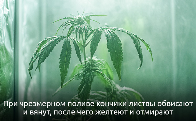 Проблемы у растения при переливе или недоливе Проблемы при выращивании каннабиса из-за чрезмерного полива