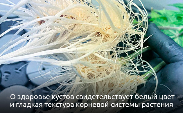 Полив и здоровье корней Шпаргалка для гровера по поливу и здоровью корней