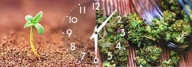 Период от посадки до сбора урожая конопли Сколько времени проходит от посадки до сбора урожая