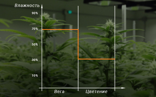 Влажность во время всего жизненного цикла Уровень влажности воздуха во время вегетации и цветения
