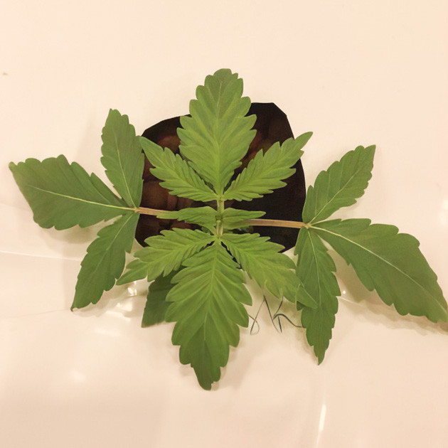 1 и 2 недели выращивания