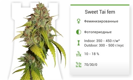 Сорт марихуаны Sweet Tai Sweet Tai fem (Sweet Seeds)