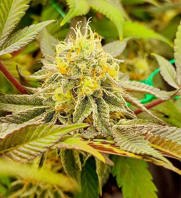 Куст Poddy Mouth от Humboldt Seed Company на 13 неделе