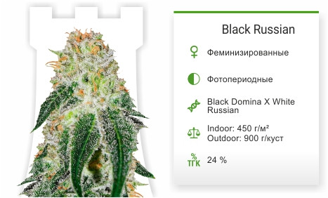 Сорт марихуаны Black Russian Black Russian от Delicious Seeds