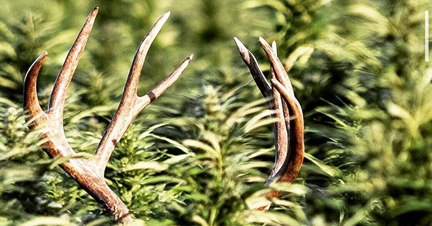 Каннабис в Чуйской долине Марихуана в Чуйской долине