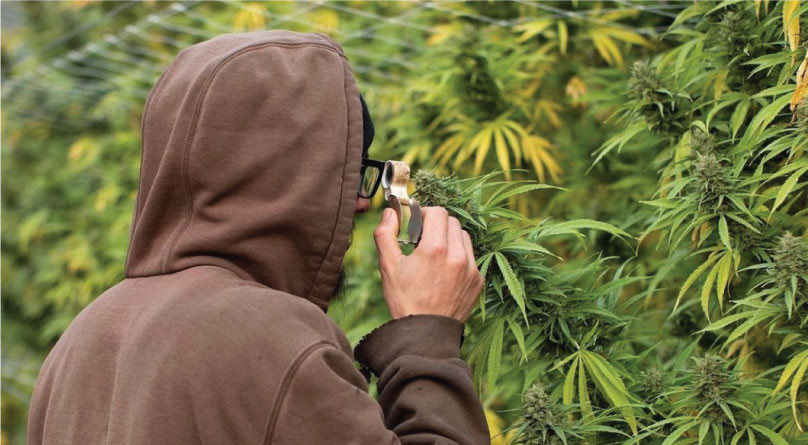 Харвест конопли Проверка соцветий