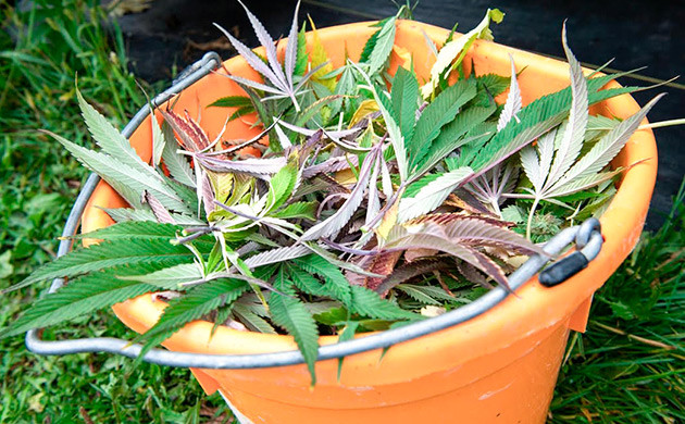 Основные правила дефолиации Принципы метода дефолиации