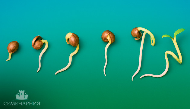 Как прорастают семена конопли Проращивание семян марихуаны