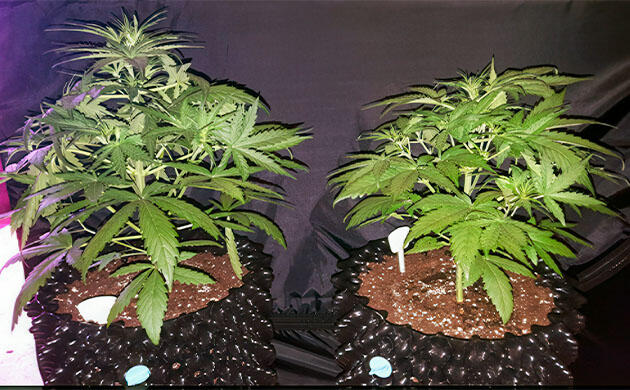 Кусты Auto White Widow от Pyramid Seeds на 4 неделе развития