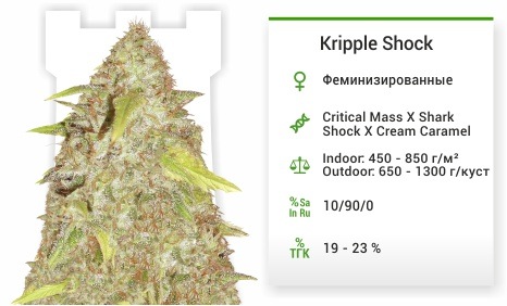 описание сорта Kripple Shock Kripple Shock