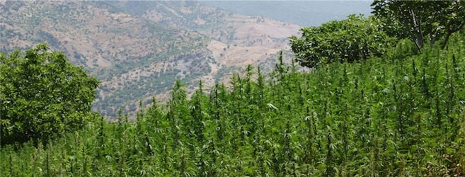 Ландрейс Мифы о ландрейсах