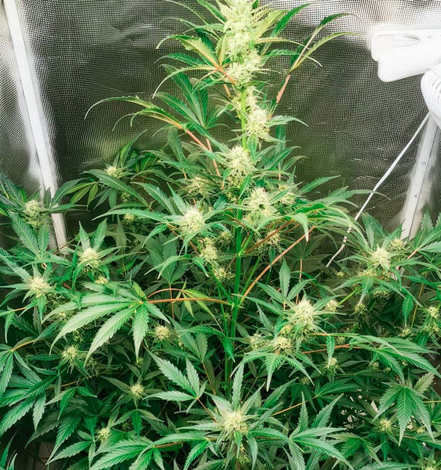 Куст Zkittlez Auto от сидбанка FastBuds на 7 неделе