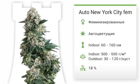 Сорт конопли Auto New York City Auto New York City от Pyramid Seeds