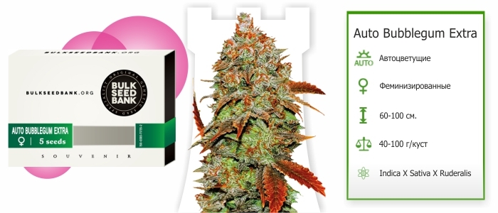 Auto Bubblegum Extra