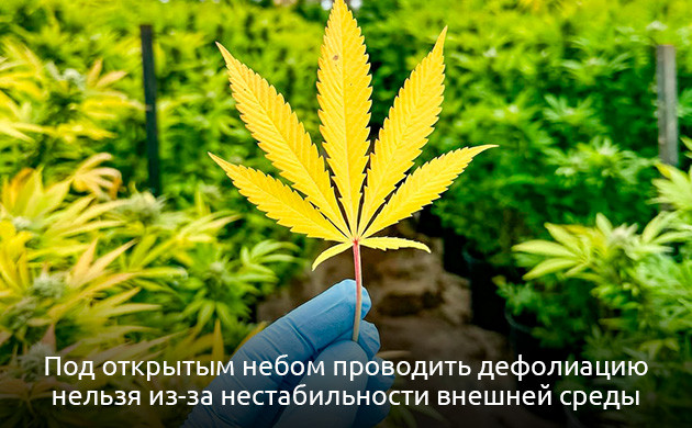 Где лучше использовать метод обрезки листьев конопли Что следует учитывать, приступая к дефолиации