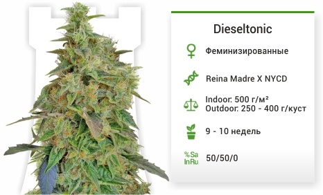описание сорта Dieseltonic описание сорта Dieseltonic
