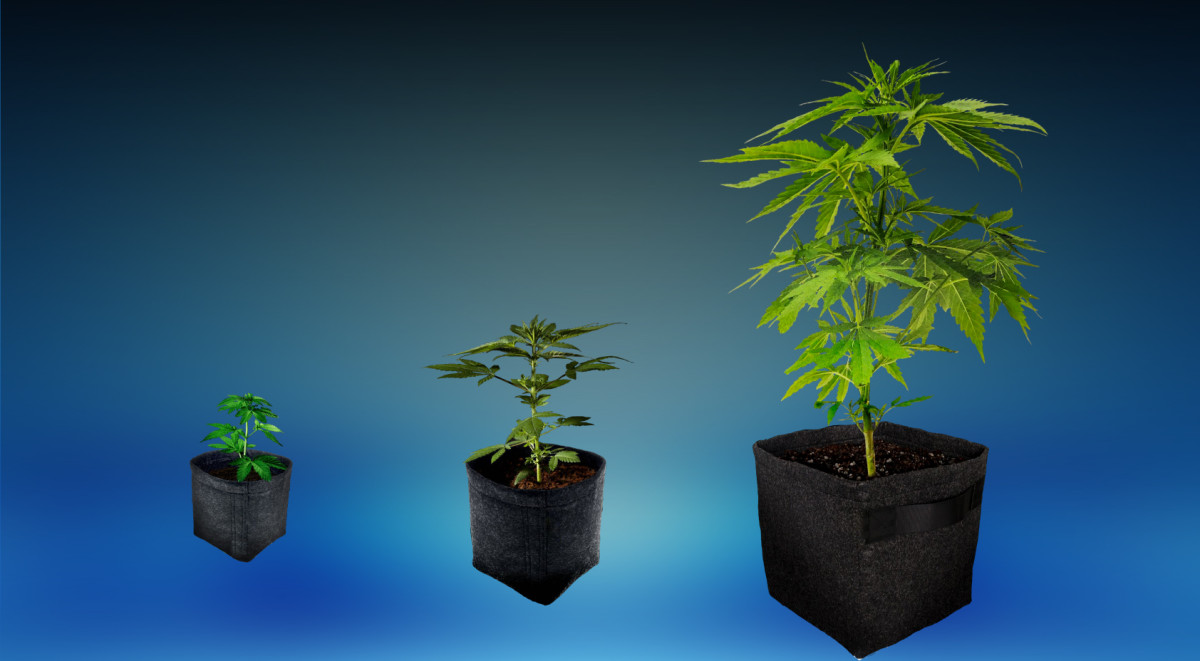 Рассада конопли: выбор горшка Оптимальный объем горшка для рассады