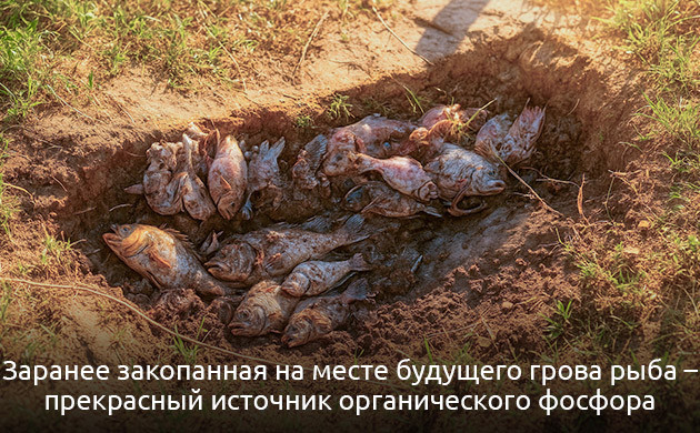 Как подготовить почву для выращивания каннабиса Подготовка почвы для выращивания марихуаны