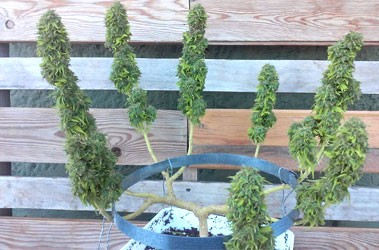 Техника Mainlining Техника разветвления (Mainlining)