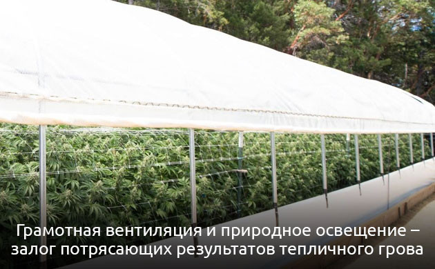 Плюсы и минусы выращивания марихуаны в теплице Вентиляция и природное освещение