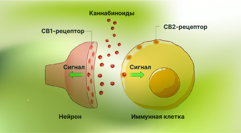 Каннабис как антибиотик: уничтожение золотистого стафилококка. Каннабис как антибиотик: уничтожение золотистого стафилококка.