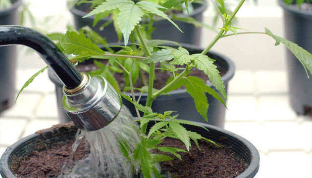 Обильный полив растения перед наступлением холодов Поливайте растения перед похолоданием