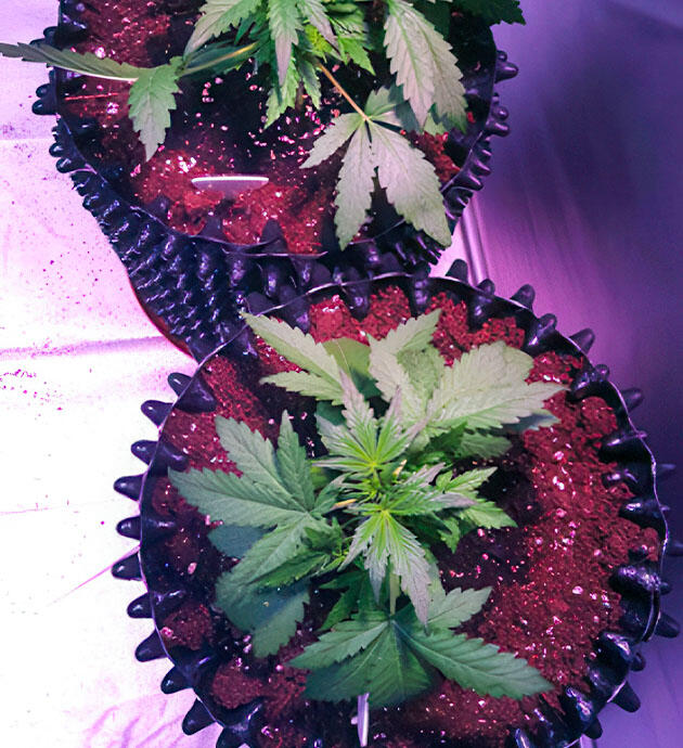 Растишки Auto White Widow на фазе вегетации