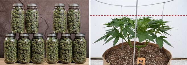 Уведичение урожая Суперкроппинг увеличивает урожай