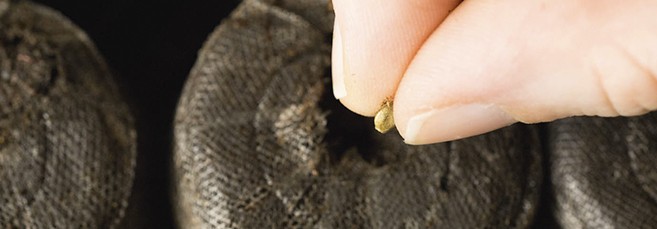 Сажаем семечко в торфяную таблетку Посадка семян в торфяную таблетку