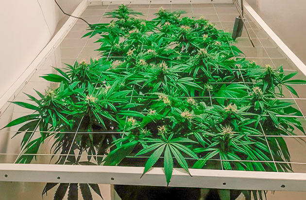 Куст Glue Sherbet от AlphaFem Seeds на 15-16 неделе