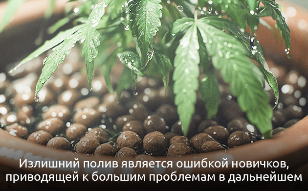 Неправильный полив приводит к проблемам при выращивании марихуаны Излишний полив конопли