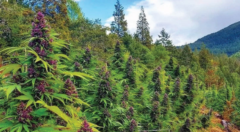 Защита конопли от ветра Конопля в аутдоре