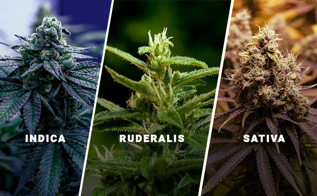 Гены рудералиса в автоцветах Скрещивание сативы и индики с рудералисом