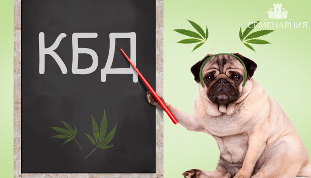 Подробнее о КБД Каннабиноид КБД