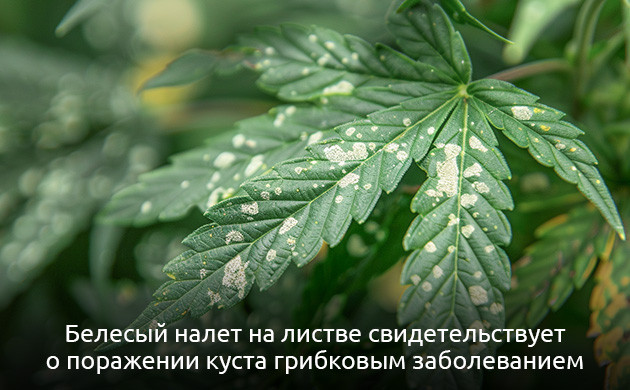 Признаки грибка на конопле Белесый налет на листе признак грибка