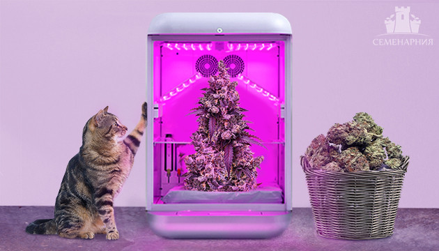 Низкие сорта марихуаны с высокой урожайностью Невысокие и урожайные сорта