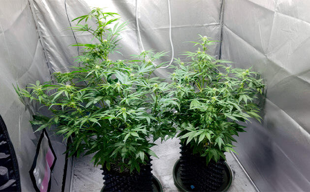 Кусты Auto White Widow на фазе цветения